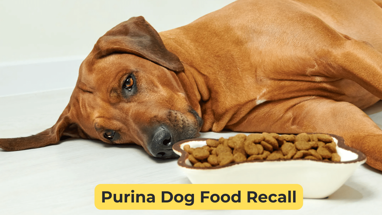 Purina Dog Food Recall